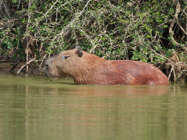 Capibara (Hydrochoerus hydrochaeris)